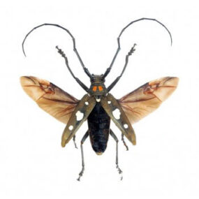 Batocera celebiana