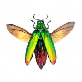 Chrysochroa fulminans