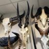 Eland skull, male, real bone