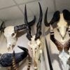 Eland skull, male, real bone