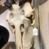 Eland skull, male, real bone