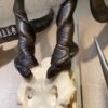 Eland skull, male, real bone