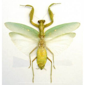 Hierodula patellifera