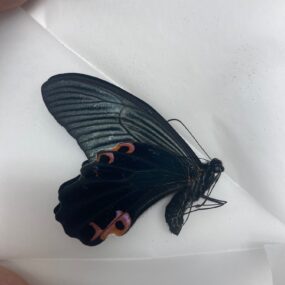 Papilio protenor protenor (3)