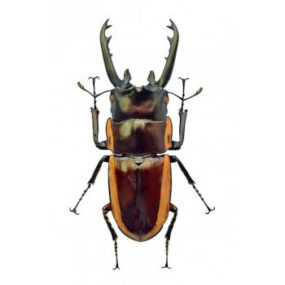 Prosopocoilus bison magnificus