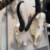 Springbok skull, male, real bone