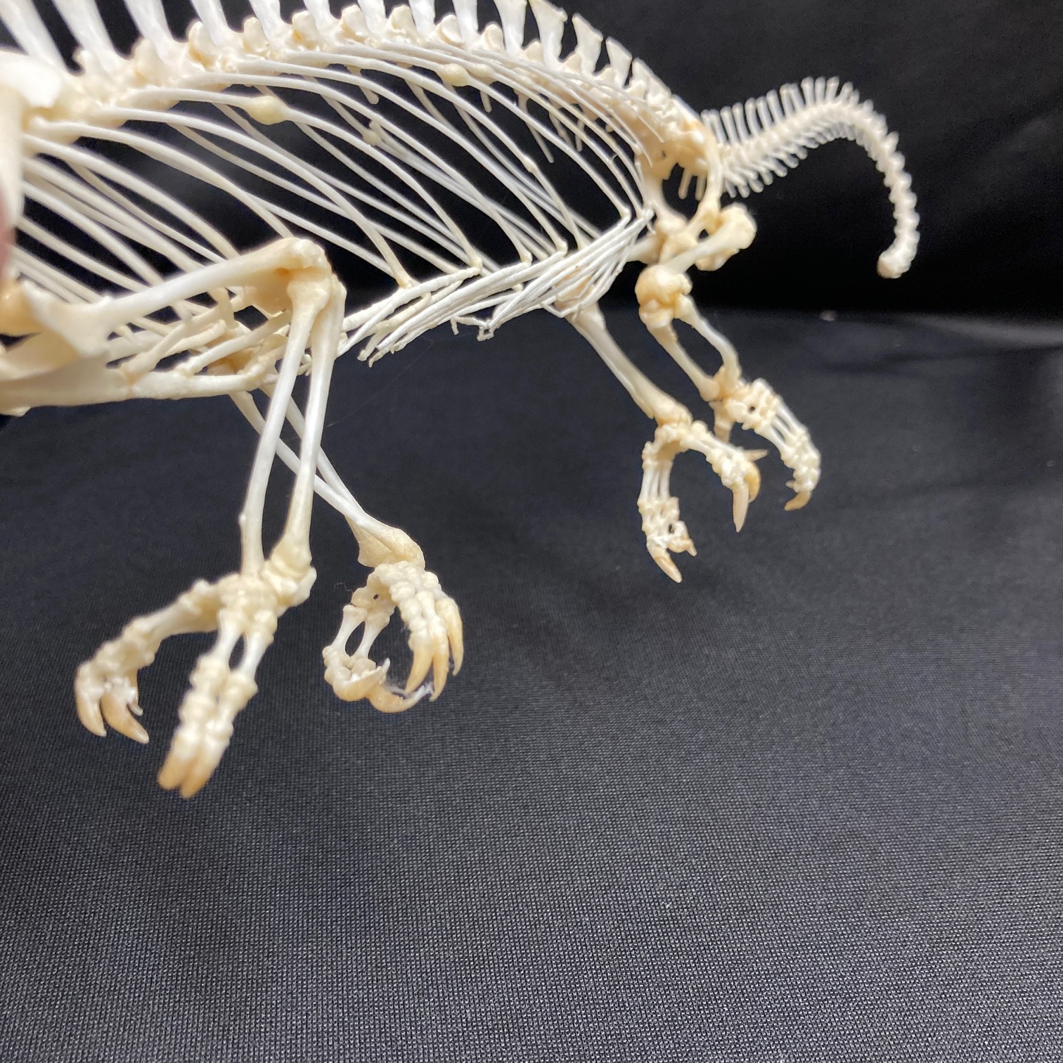 Lizard, Bearded Dragon Skeleton, Museum quality specimen. - nātür showroom  - Museum quality insects, butterflies and natural history collectibles,  artifacts and gifts