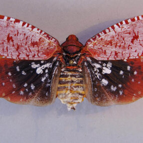 aphaena submaculata