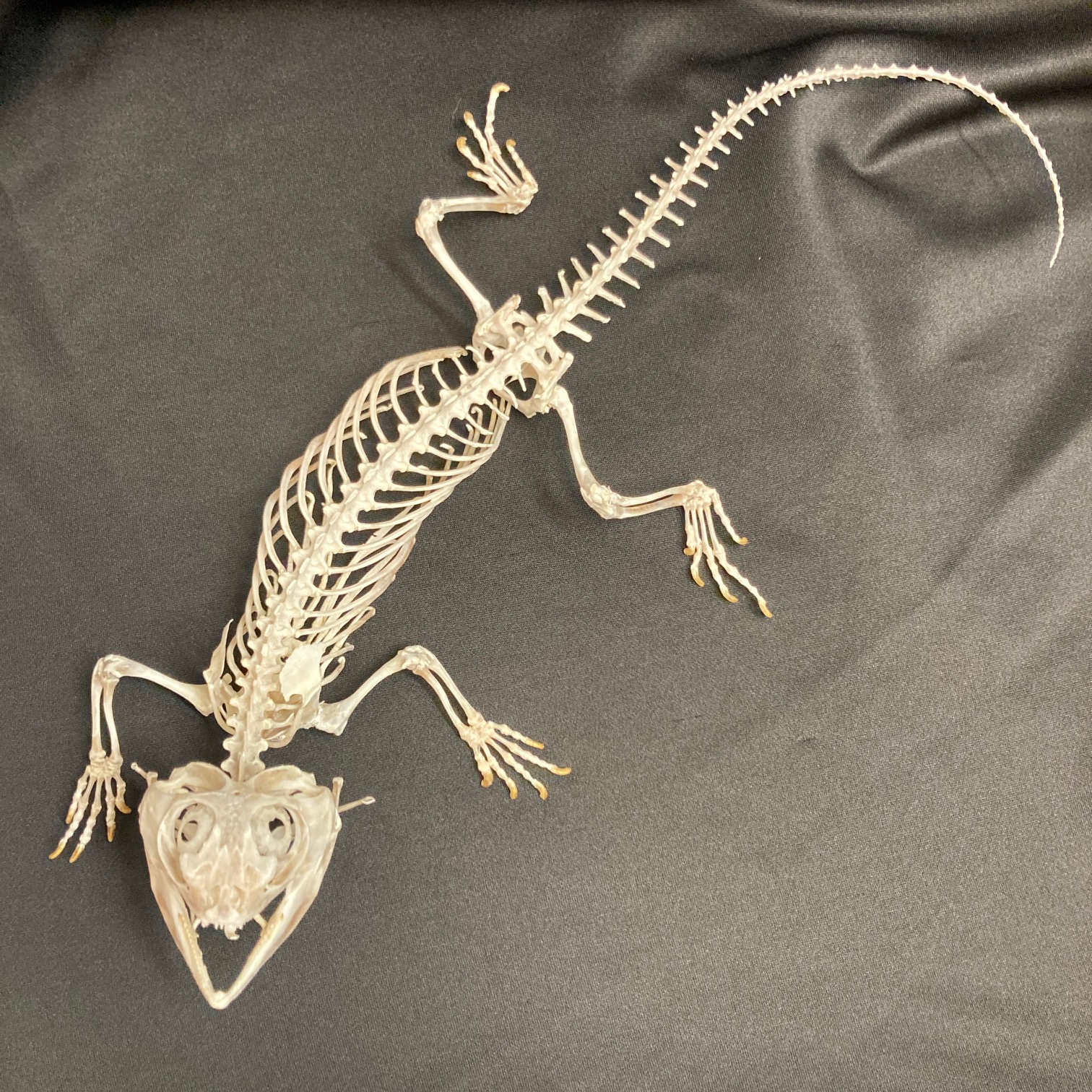 Lizard, Bearded Dragon Skeleton, Museum quality specimen. - nātür showroom  - Museum quality insects, butterflies and natural history collectibles,  artifacts and gifts