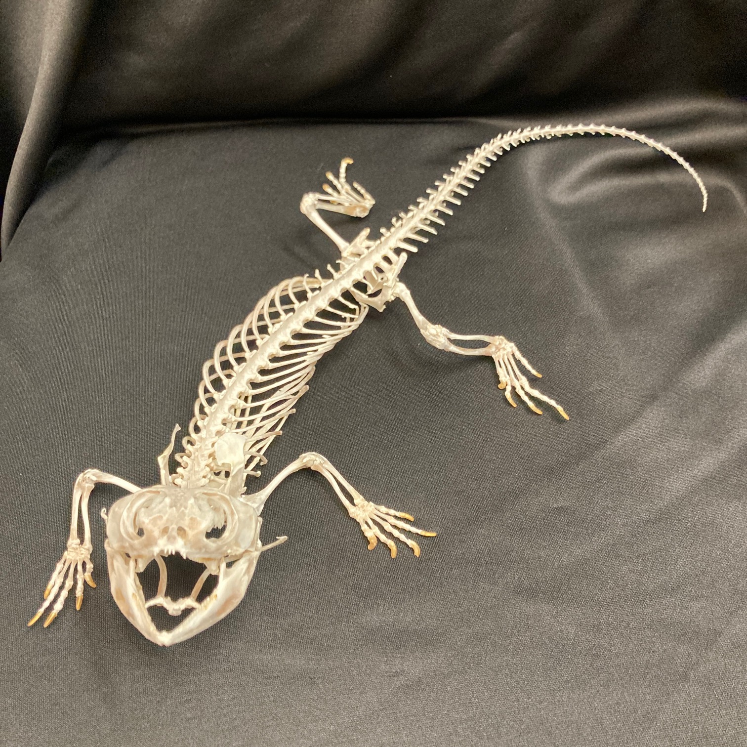 Lizard, Bearded Dragon Skeleton, Museum quality specimen. - nātür showroom  - Museum quality insects, butterflies and natural history collectibles,  artifacts and gifts