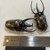 Beetle, Chalcosoma chiron chiron 105mm, Rhinoceros beetle