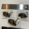Beetle, Golofa ganjoni spatha, Rhinoceros beetle