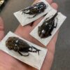 Beetle, Xylotrupes lorquini, 60mm+ Rhinoceros beetle Papered specimen.