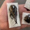 Beetle, Xylotrupes lorquini, 60mm+ Rhinoceros beetle Papered specimen.