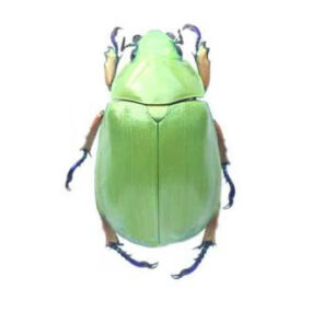 Chrysina macropus