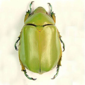 Chrysina modesta