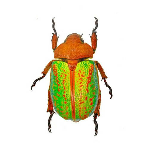 Beetle, Chrysina victorina, Scarab, Papered specimen - nātür