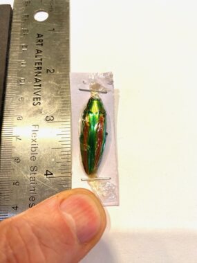 Chrysochroa baudoni (1)