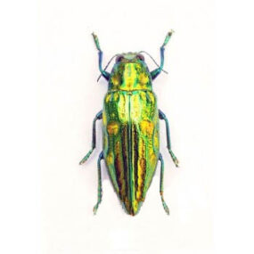 Chrysodema smaragdula