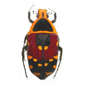 Euchroea aurostellata