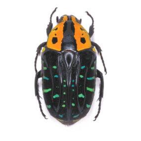 Euchroea clementi