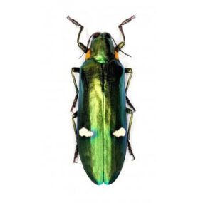 Megaloxantha bicolor othanii