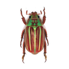 chrysina quetzalcoatli