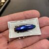 Chrysochroa fulminans blue