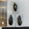 carabus elysii xiaoganicus