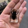 Black Stag beetle