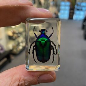 Acrylic block with a real Black Striped Green Rose chafer beetle. A1