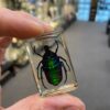 Acrylic block with a real Black Striped Green Rose chafer beetle. A1
