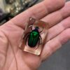 Acrylic block with a real Black Striped Green Rose chafer beetle. A1