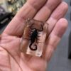 Chinese Black Scorpion