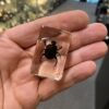Acrylic block with a real Dung Beetle. A1