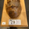 Fossilized horse foot