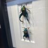 Rainbow Frog leg beetles