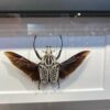 Goliathus orientalis frame open winged (1)
