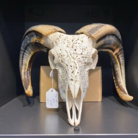 Ram skull carved