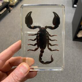 Scorpion DD3
