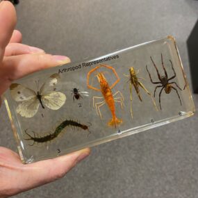 T504 Arthropod representatives