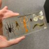 T504 Arthropod representatives