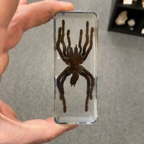 BK3 Tarantula