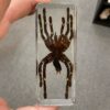 BK3 Tarantula