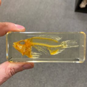 BK3 Fish Skeleton