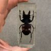 BK3 Ghost Stag Beetle