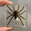 DD2 Tarantula