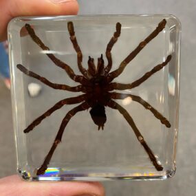 DD2 Tarantula