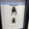 Rainbow frog leg beetles