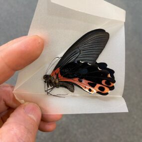 Papilio alcenor leucocelis